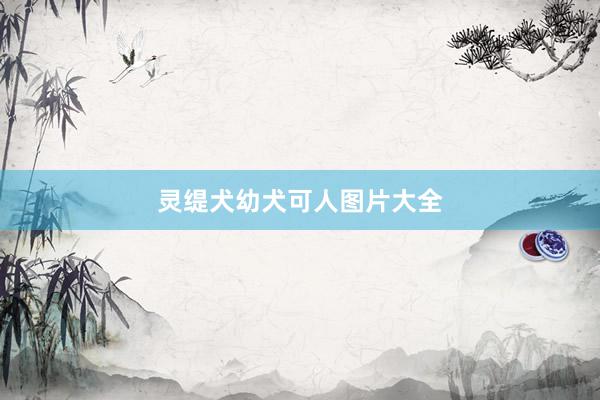 灵缇犬幼犬可人图片大全